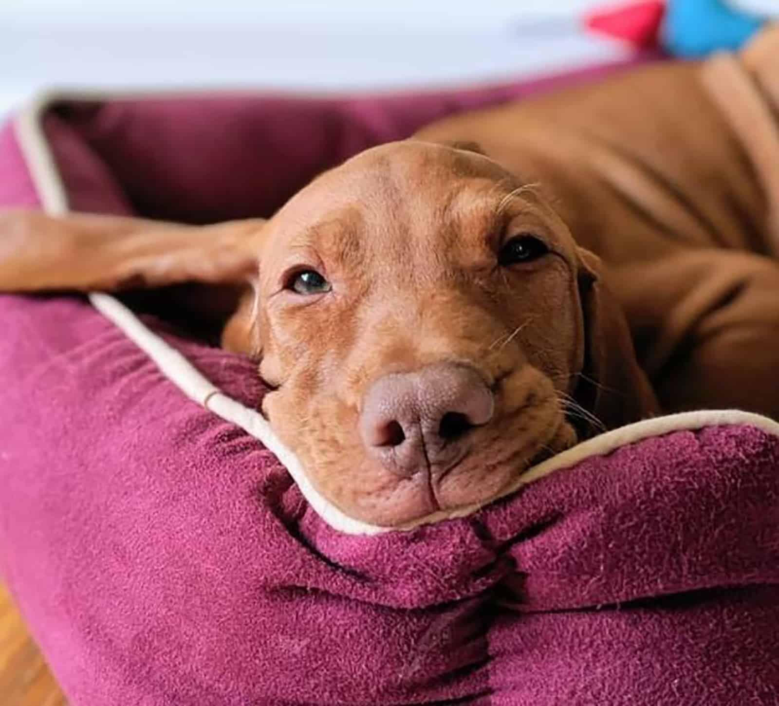 mezcla de vizsla y dachshund