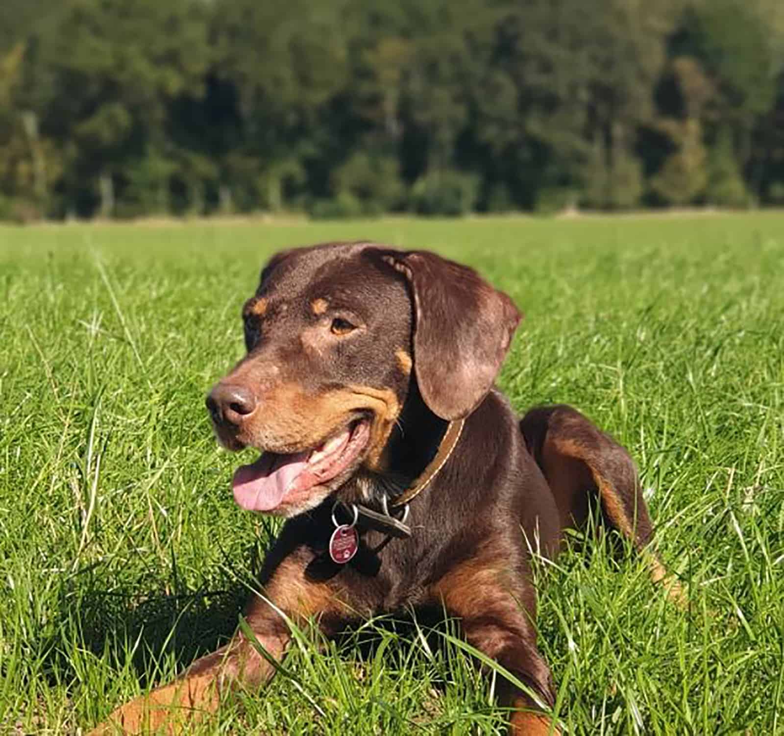 mezcla de vizsla y dóberman