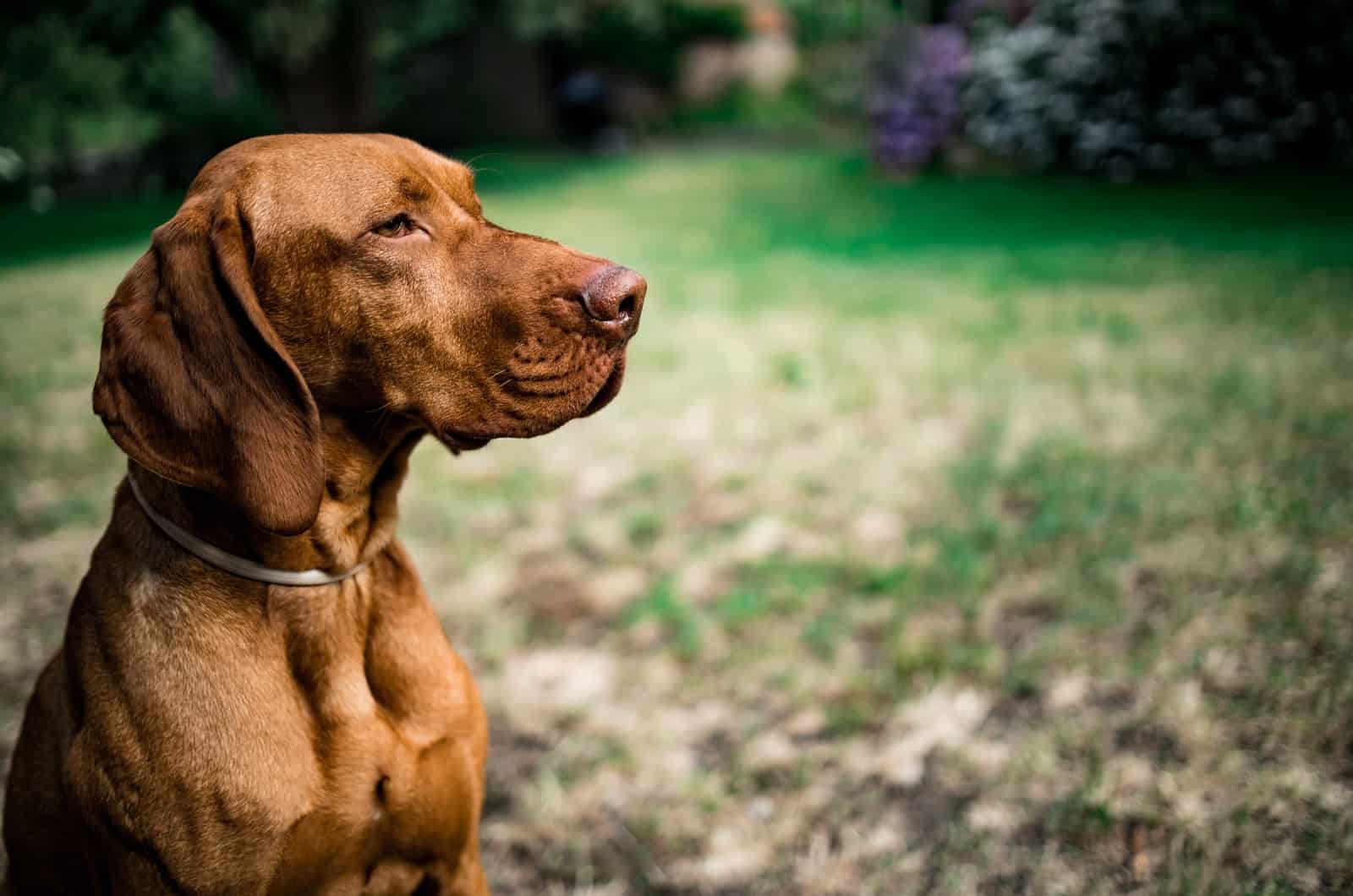 perro vizsla