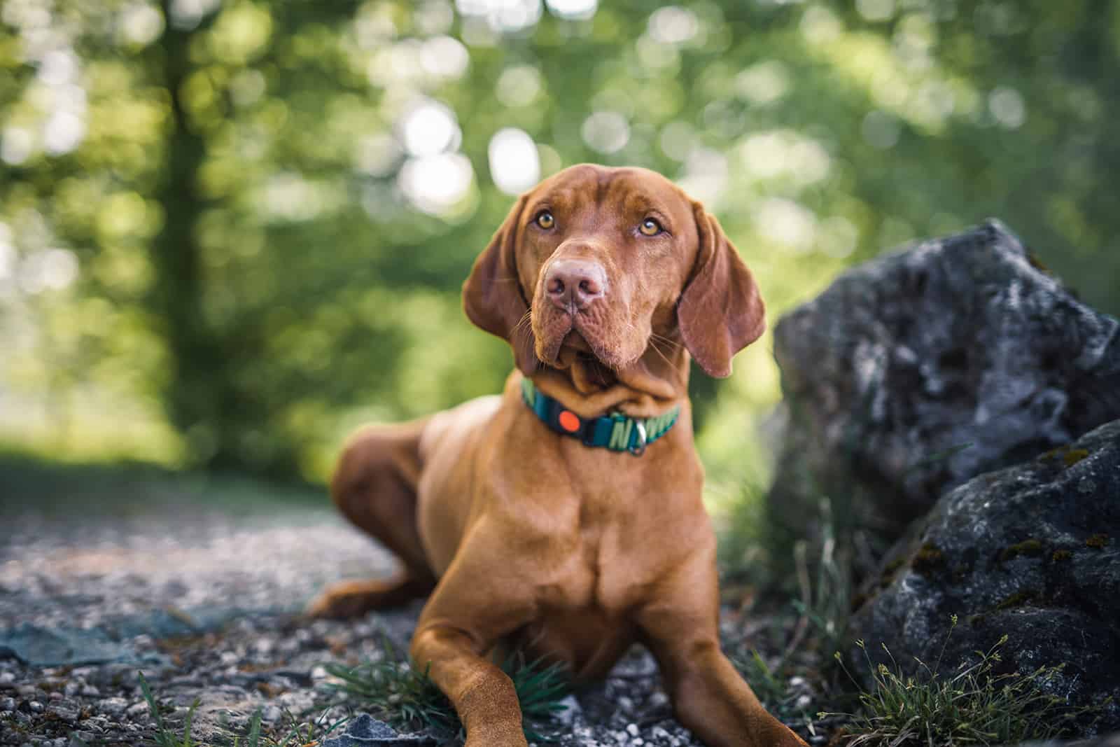 perro vizsla acostado junto al musgo en un bosque