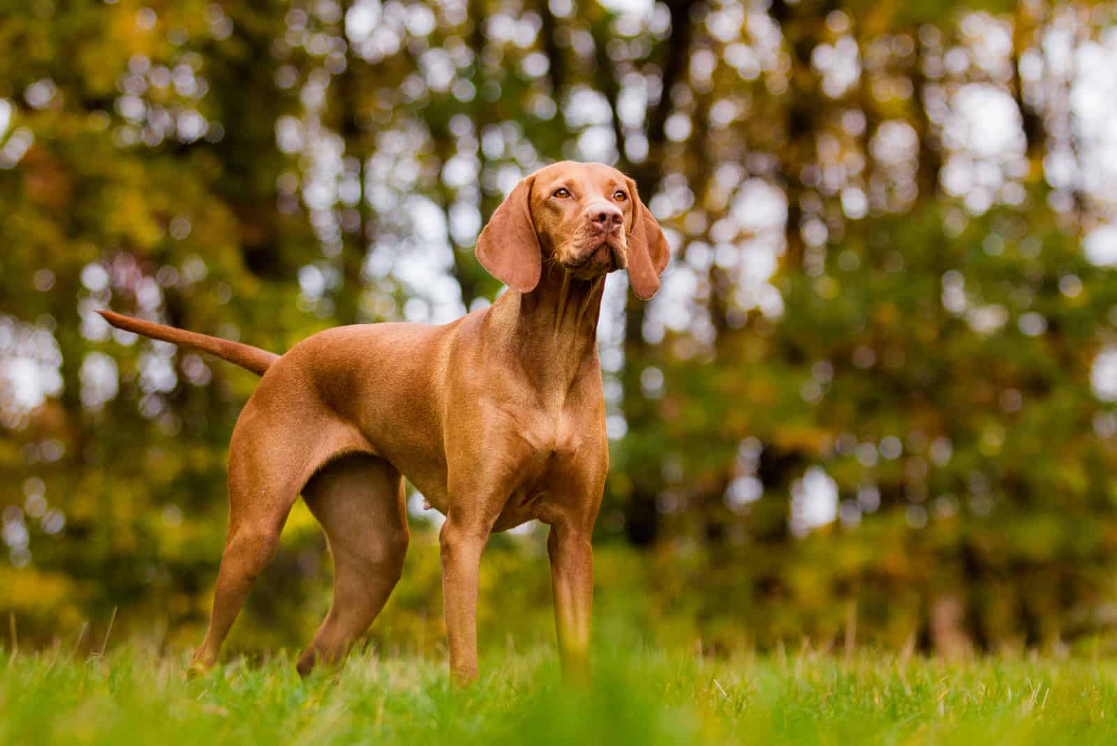 Perro Vizsla de pie en el bosque