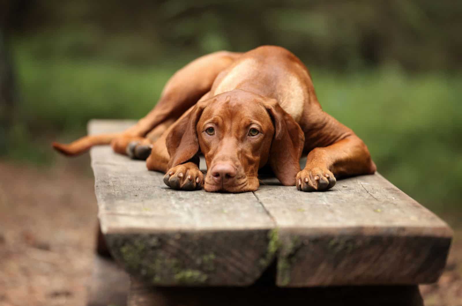 perro vizsla tumbado en el banco