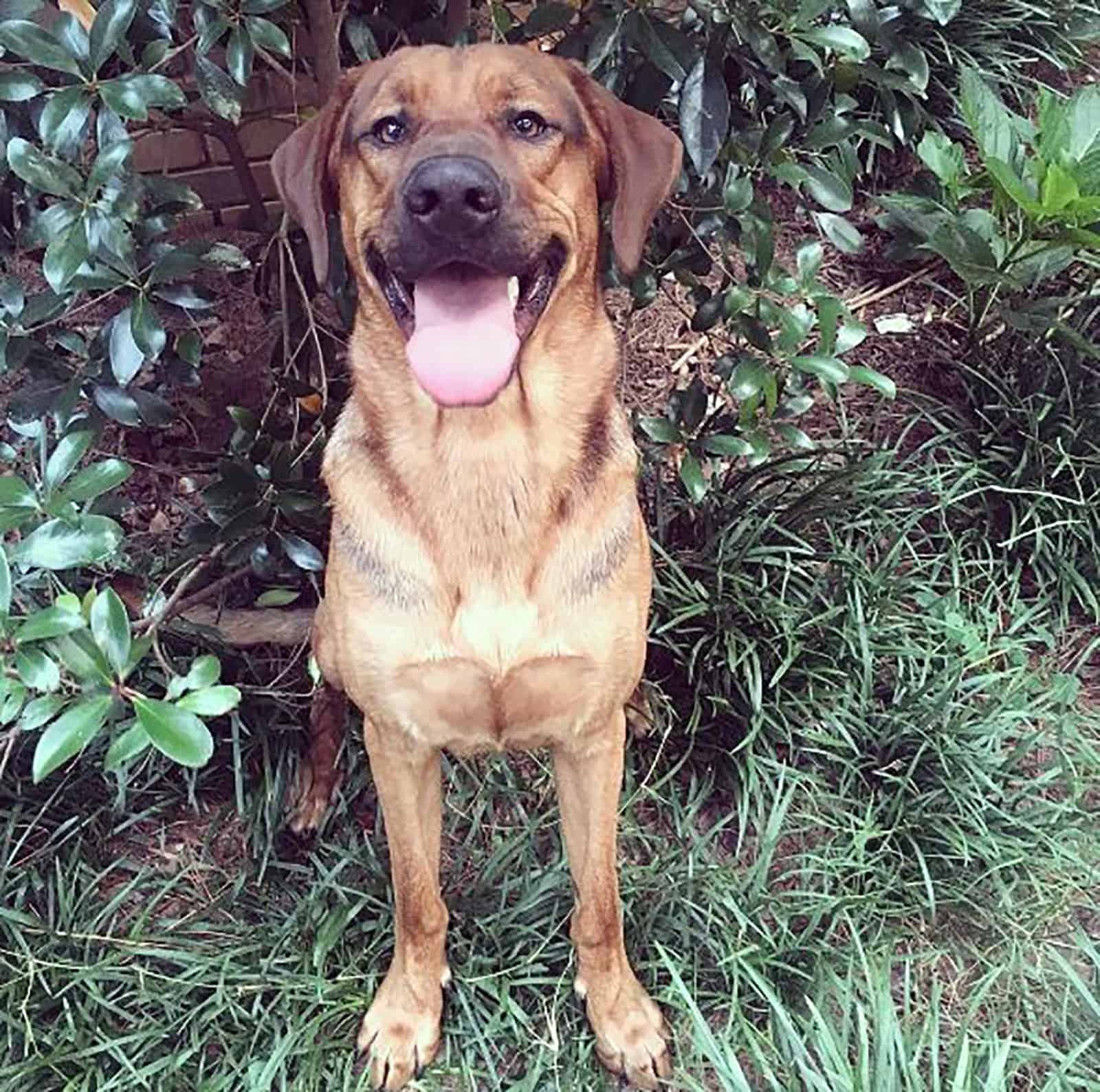 mezcla de vizsla y pastor alemán