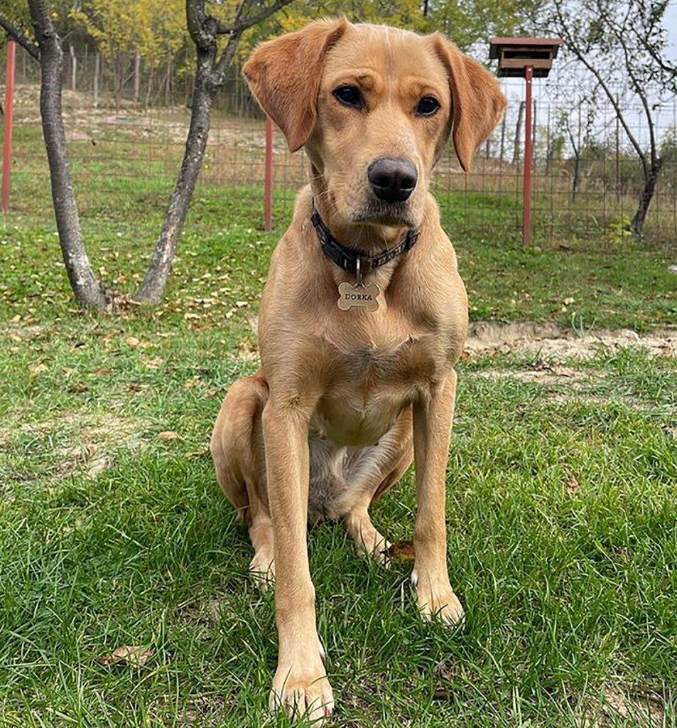 vizsla lab sentado en el jardín