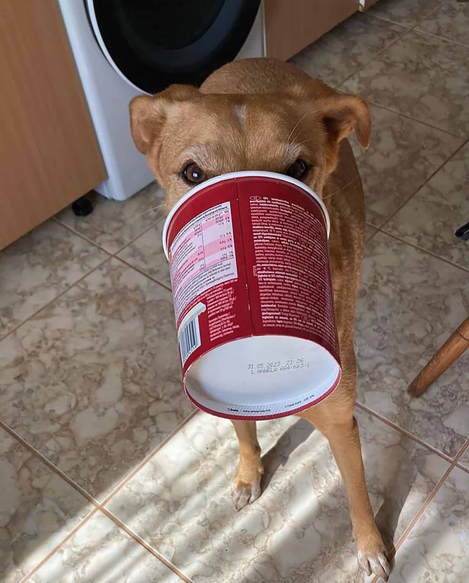 vizsla lab comiendo helado en la cocina