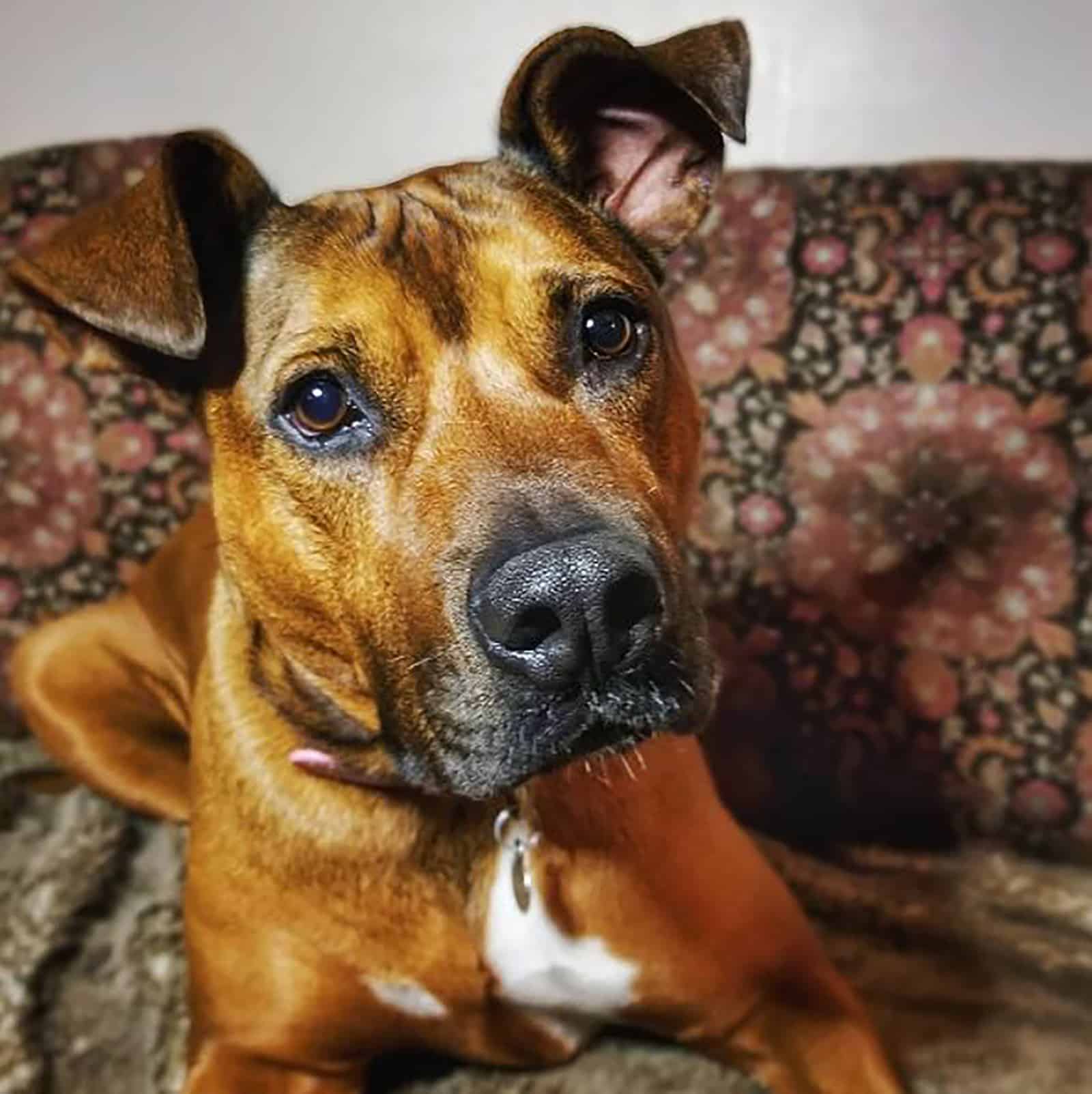 mezcla de vizsla y mastín