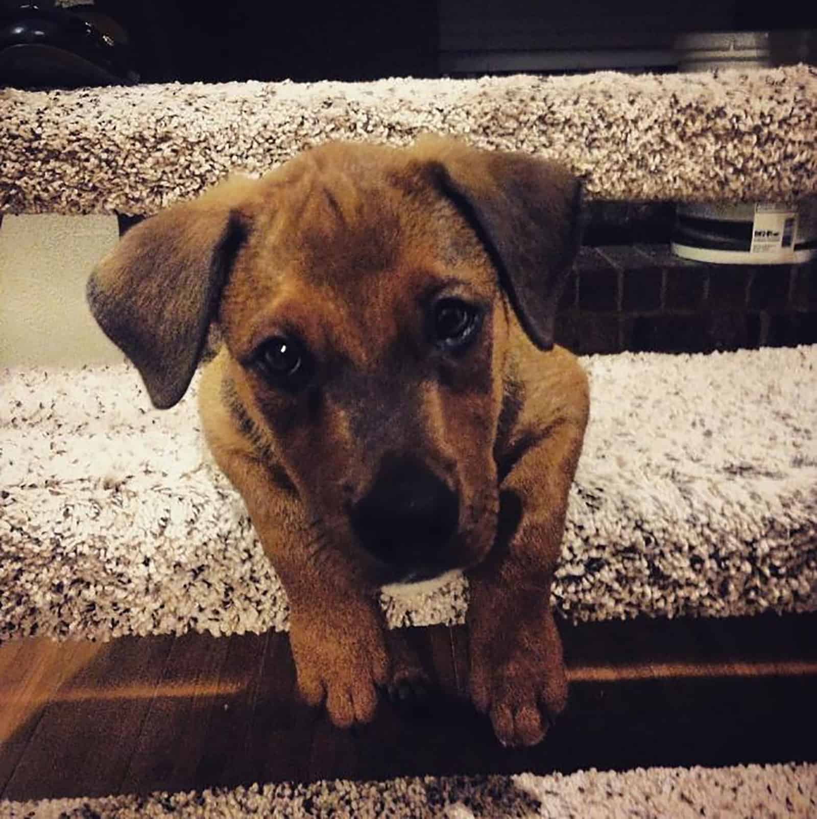 mezcla de vizsla y rottweiler