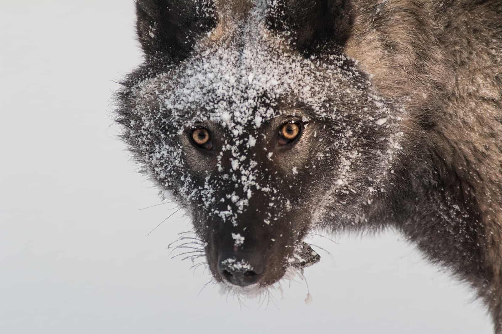 perro volkosob en la nieve