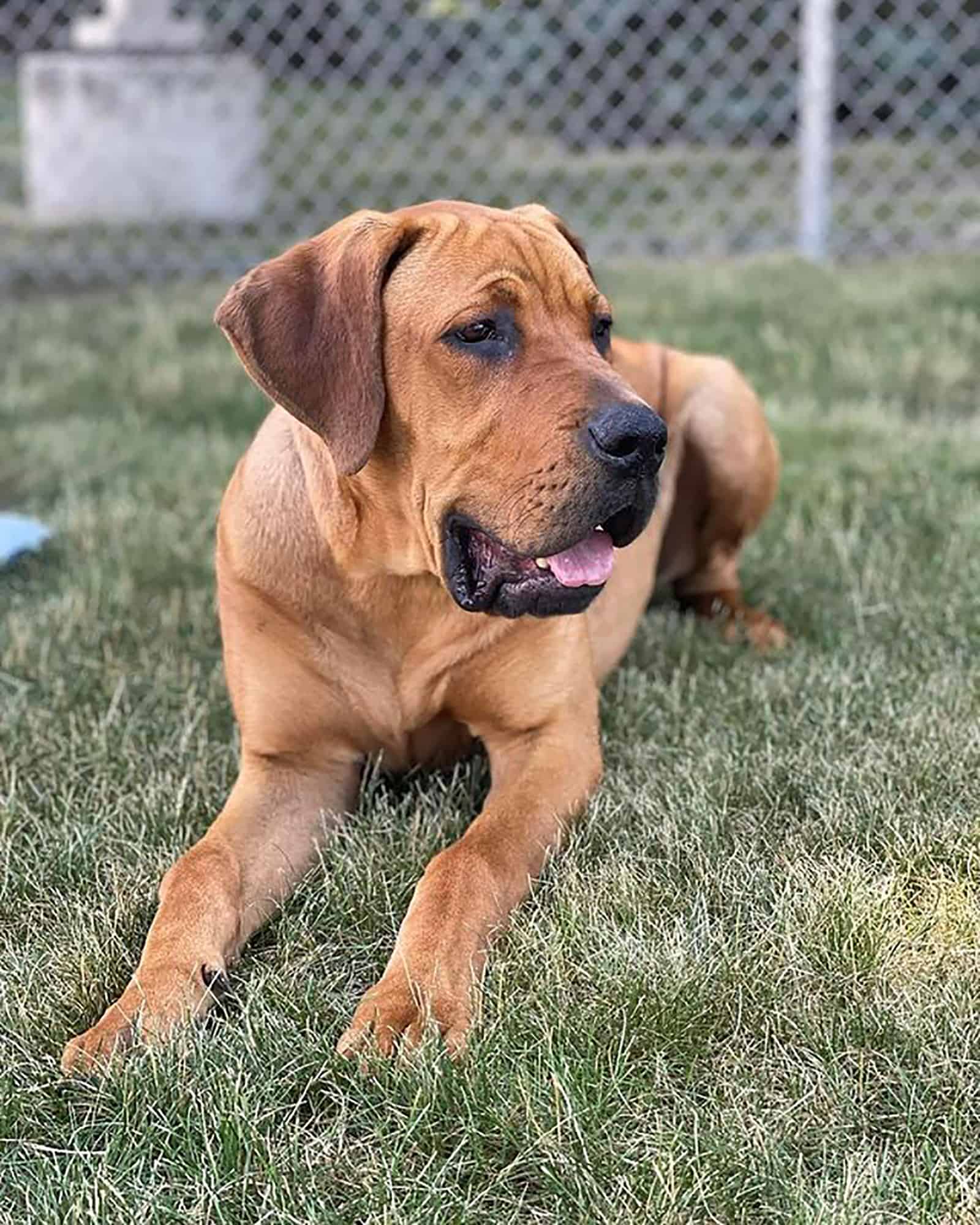 weiler dane perro acostado en el césped