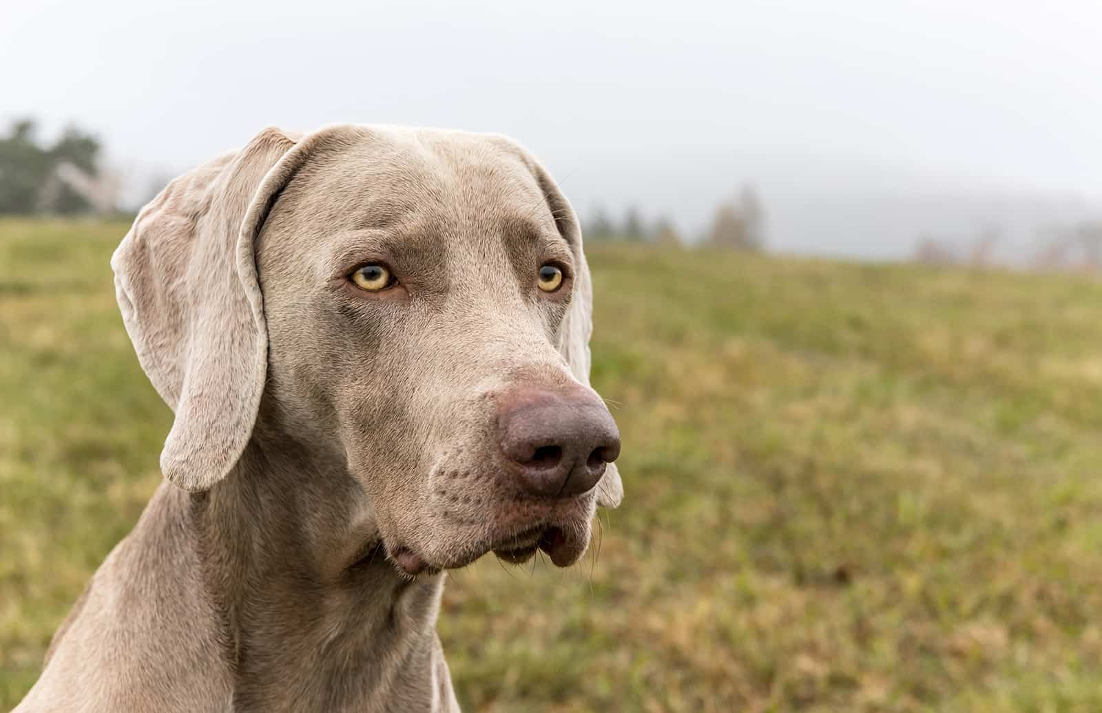 perro weimaraner