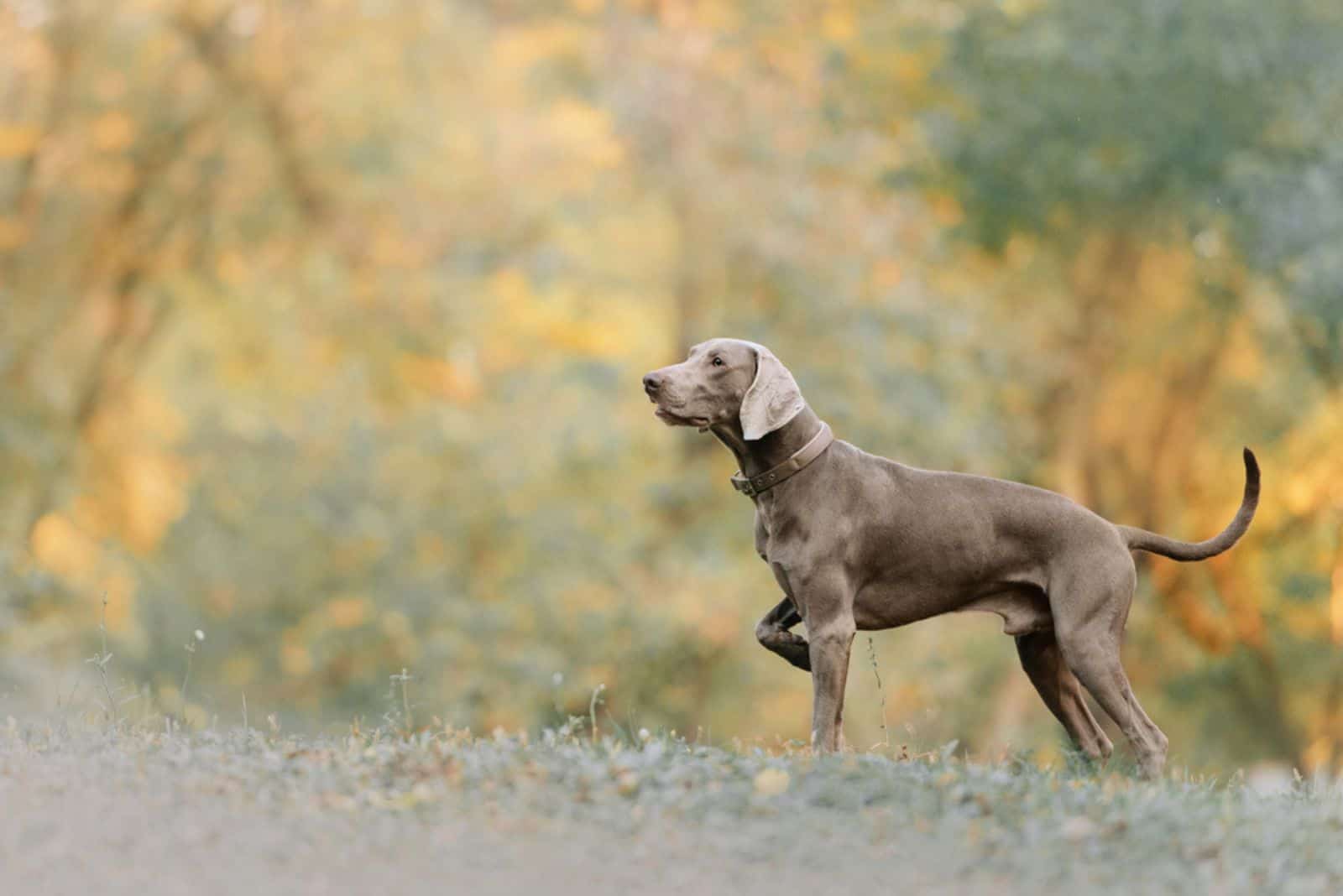 Perro Weimaraner en un collar apuntando al aire libre en otoño