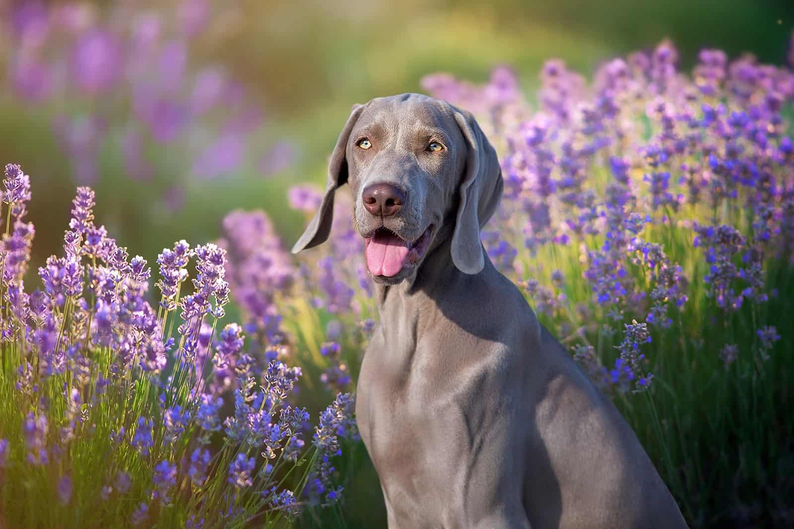 Perro Weimaraner sentado cerca de las flores de lavanda