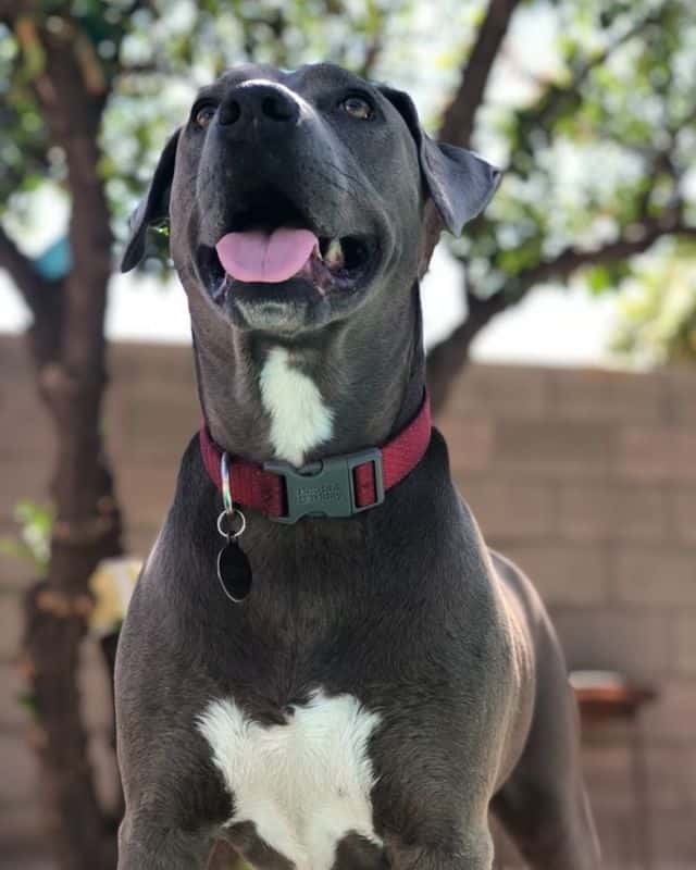 perro mestizo de weimaraner y pitbull en la naturaleza