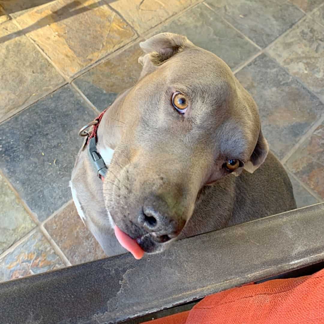 perro mestizo de weimaraner y pitbull