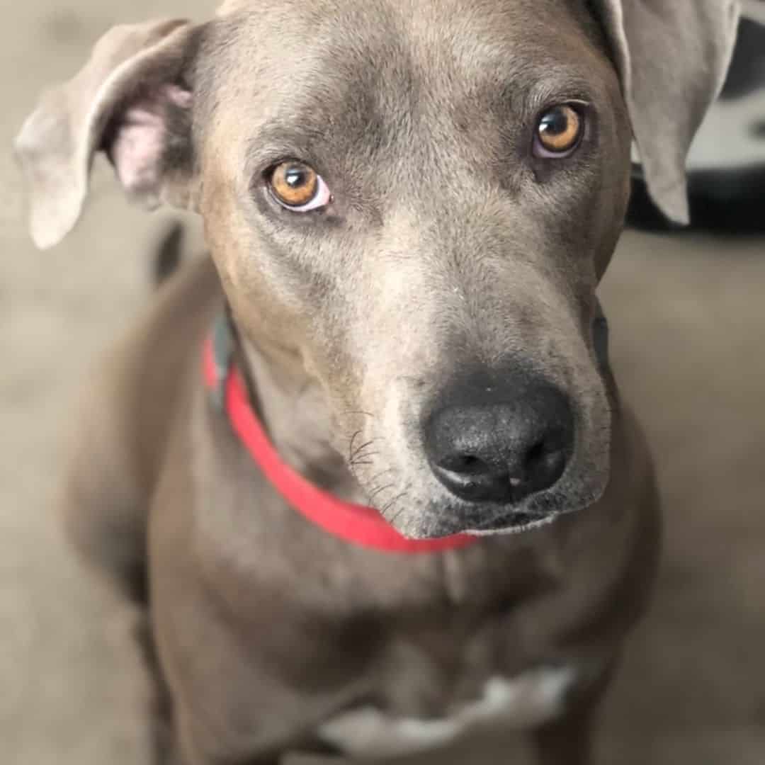 mestizo de weimaraner y pitbull