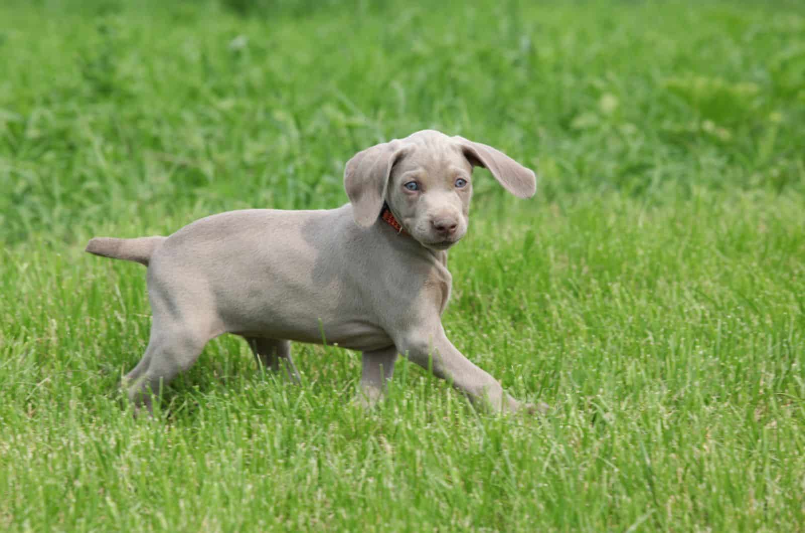 cachorro weimaraner corriendo en un prado