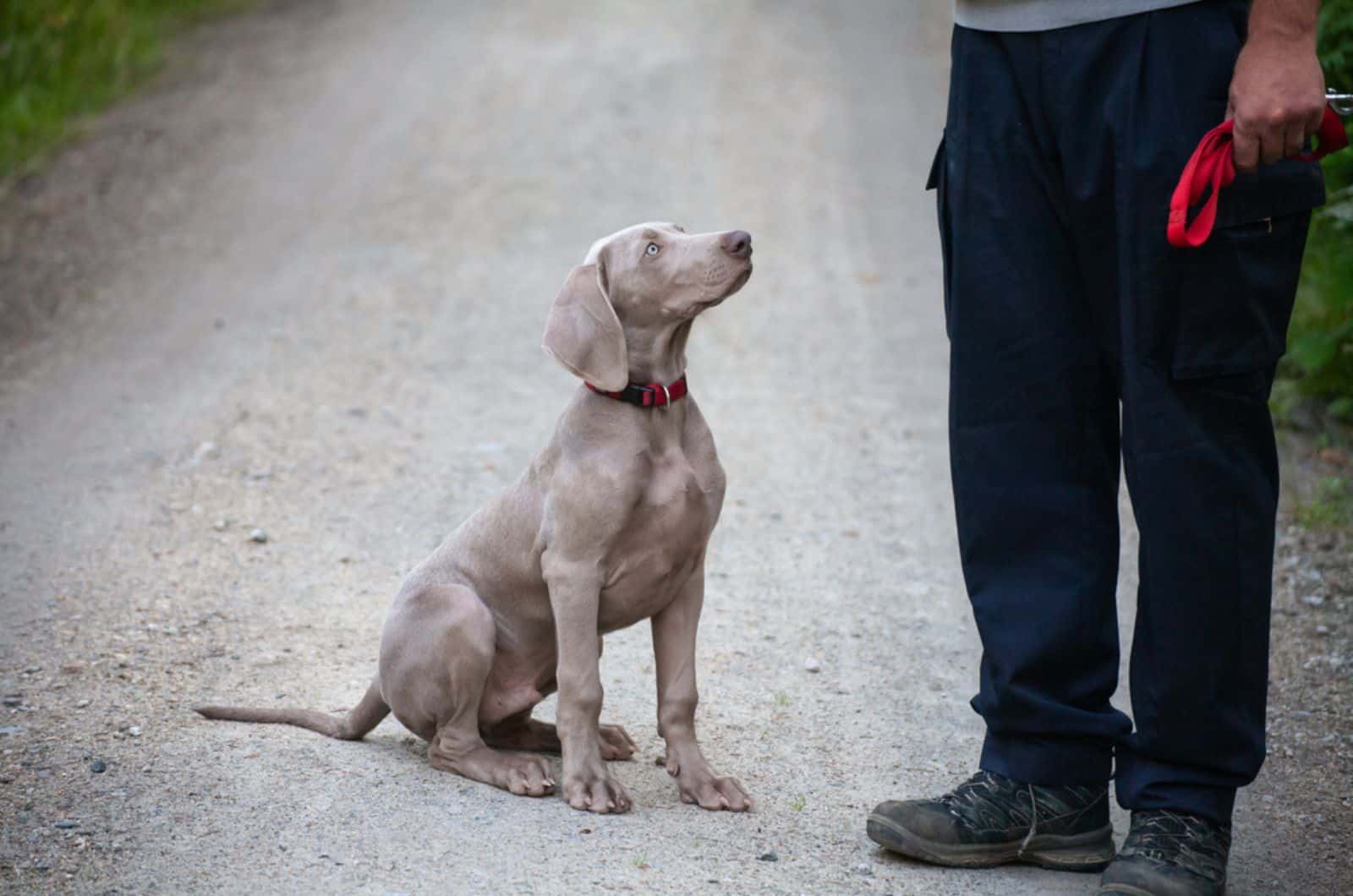 cachorro weimaraner con su dueño