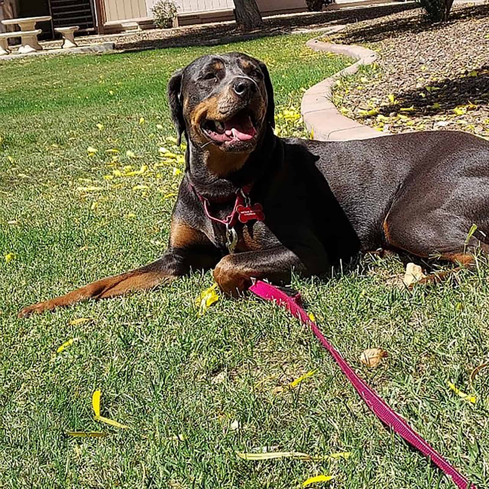 weimarrott perro acostado en el césped