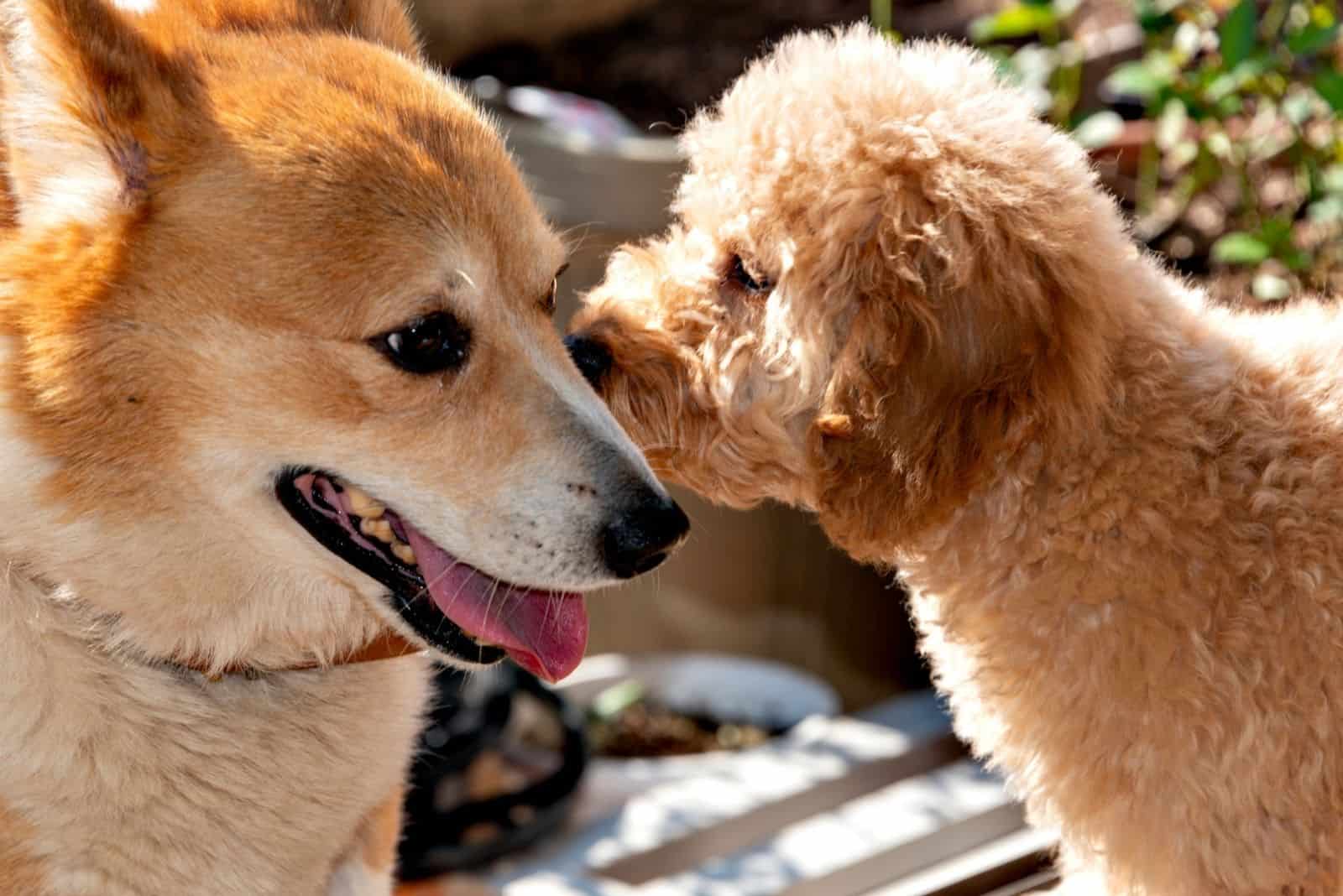 corgi galés besado por un caniche de juguete en su primer contacto en el jardín