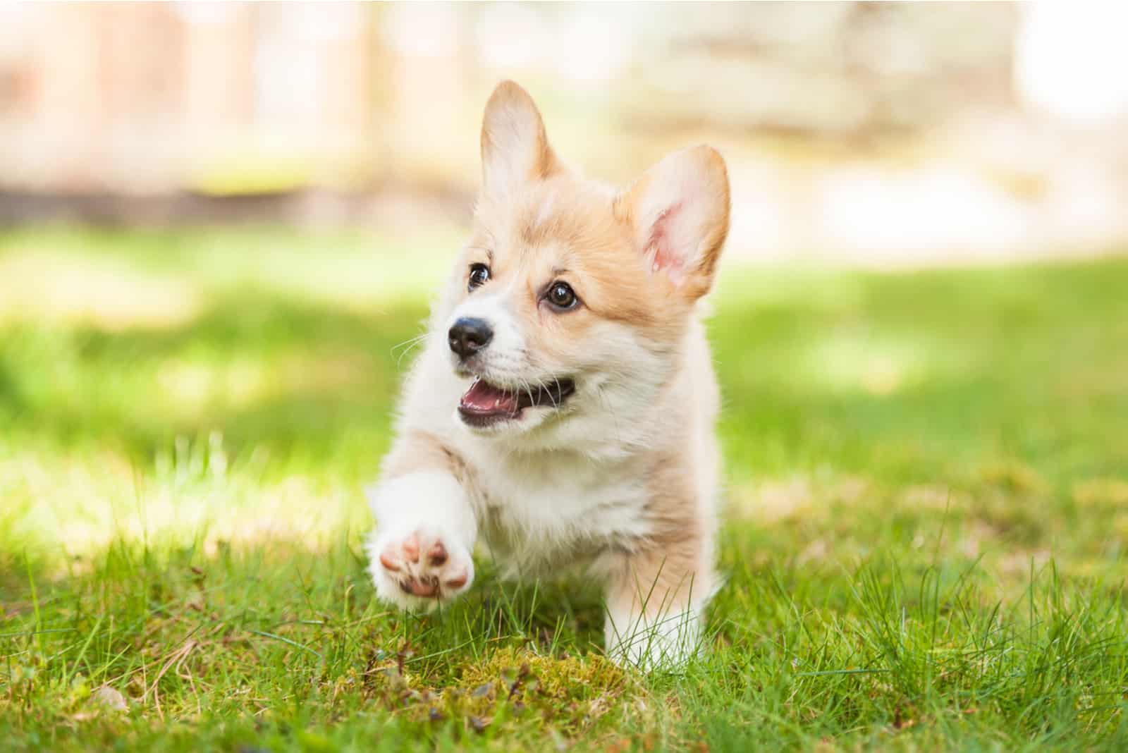 cachorro de corgi galés caminando