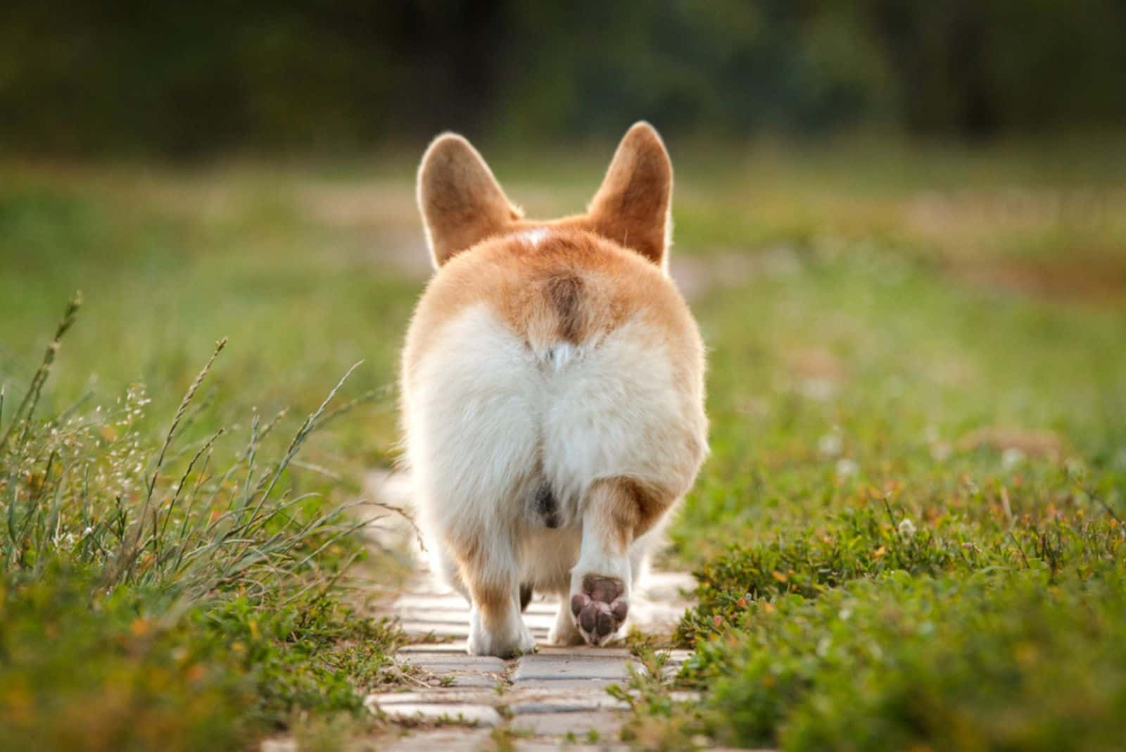corgi galés caminando al aire libre en un parque de verano