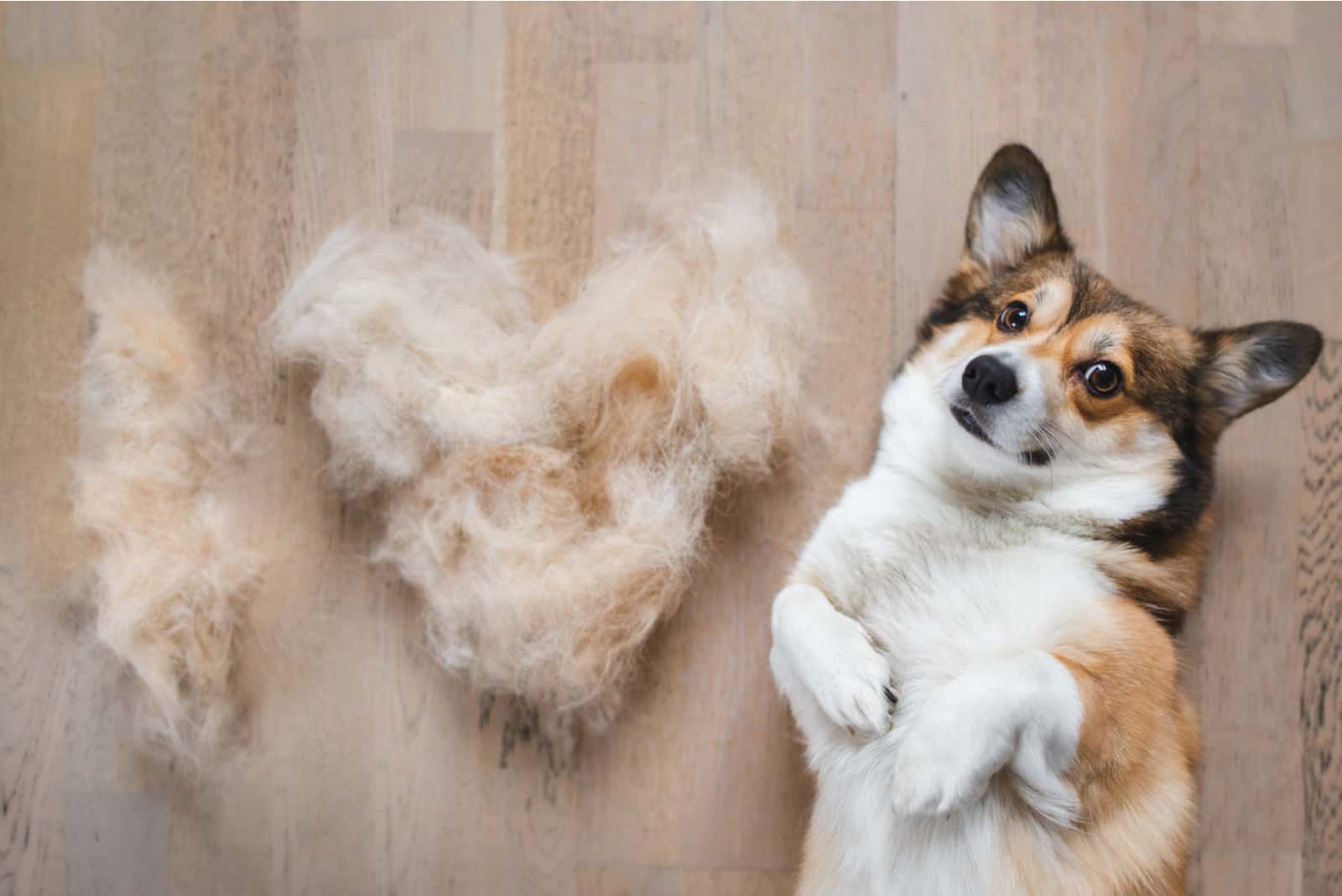 corgi galés con pelaje destrozado