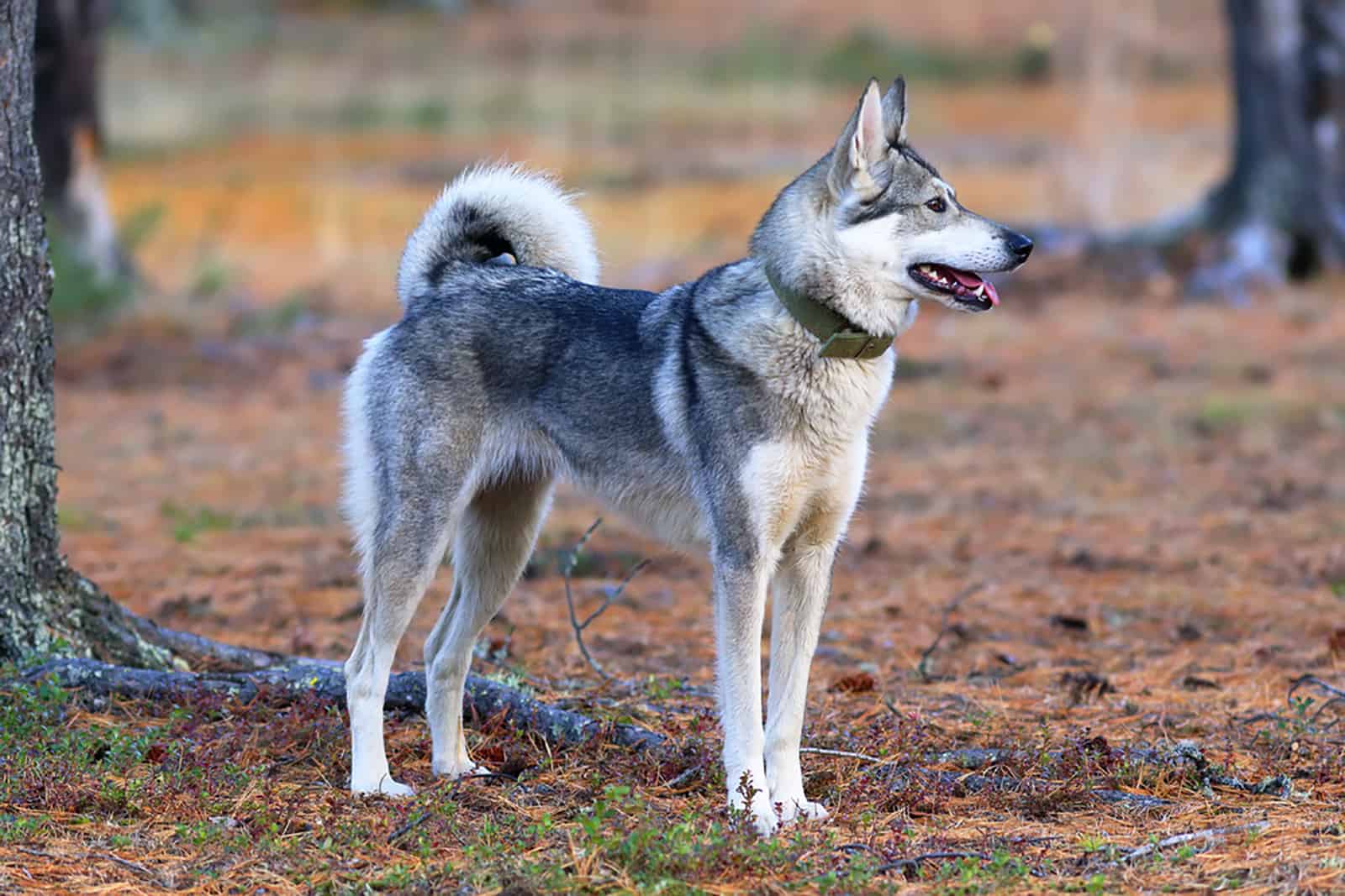 Laika Siberiano Occidental de pie en el parque