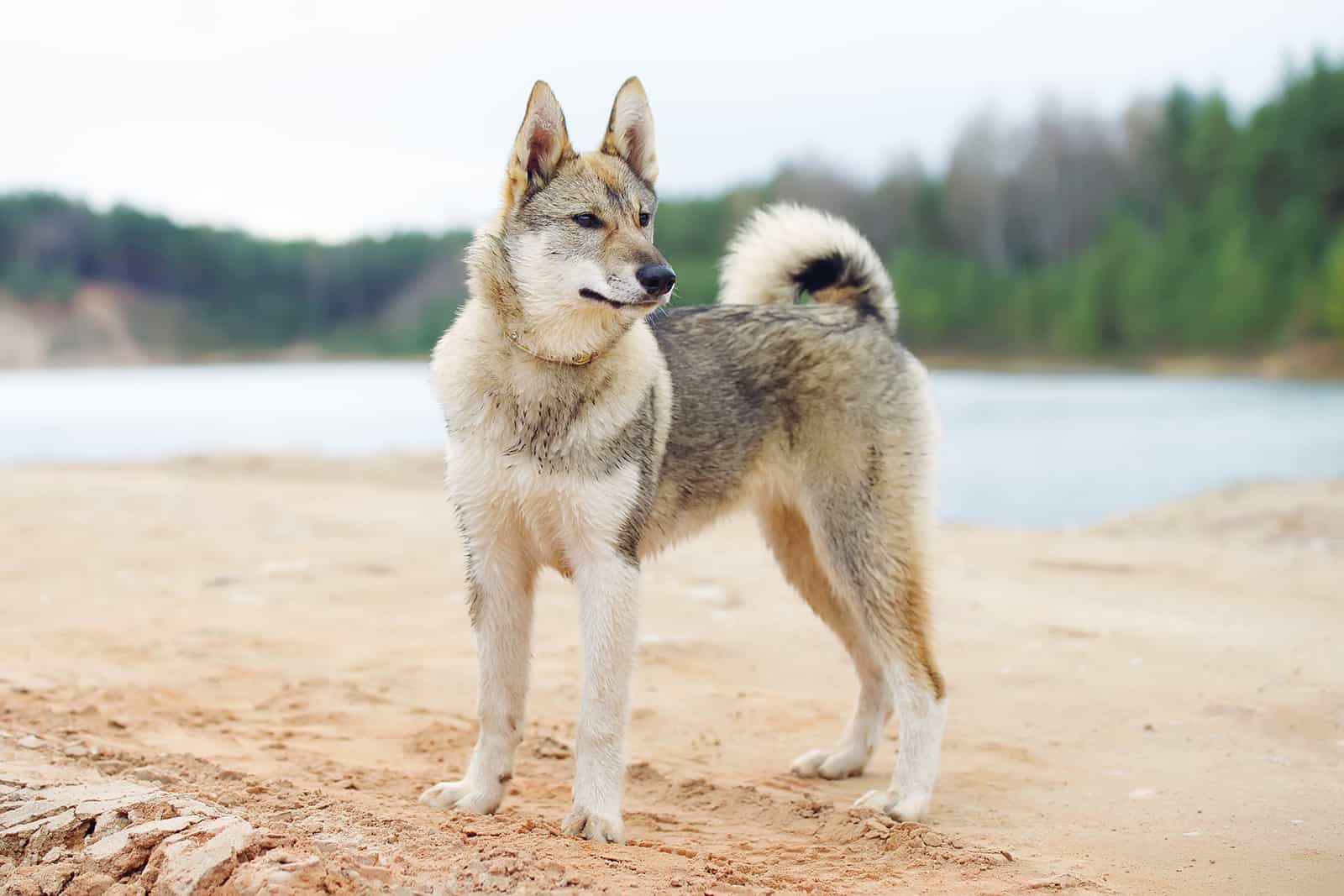 perro laika siberiano del oeste al aire libre cerca del agua