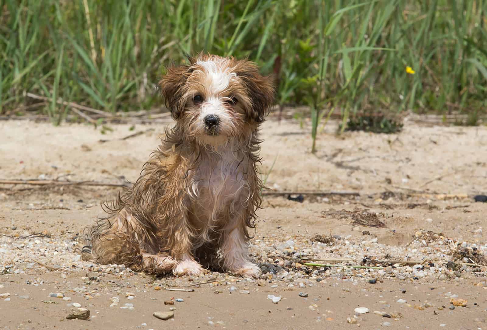 cachorro havanese mojado sentado en la playa