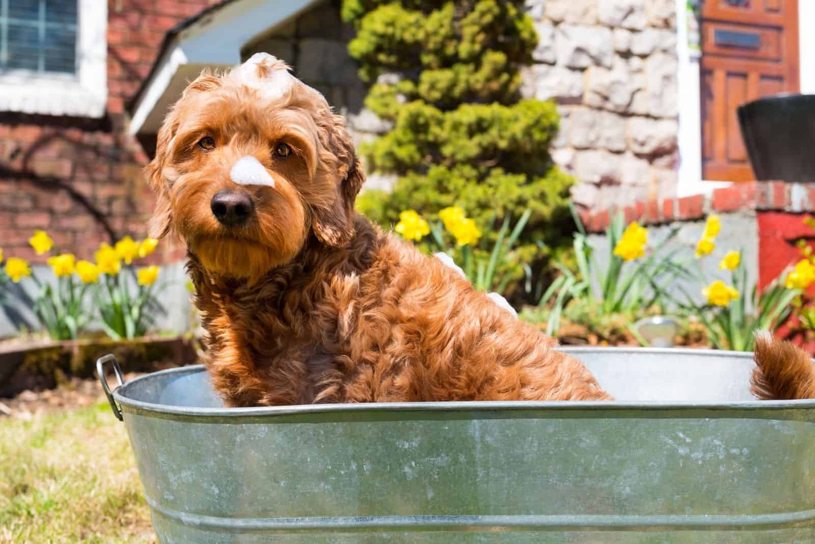 miniatura de goldendoodle mojada tomando un baño en una pequeña tina al aire libre