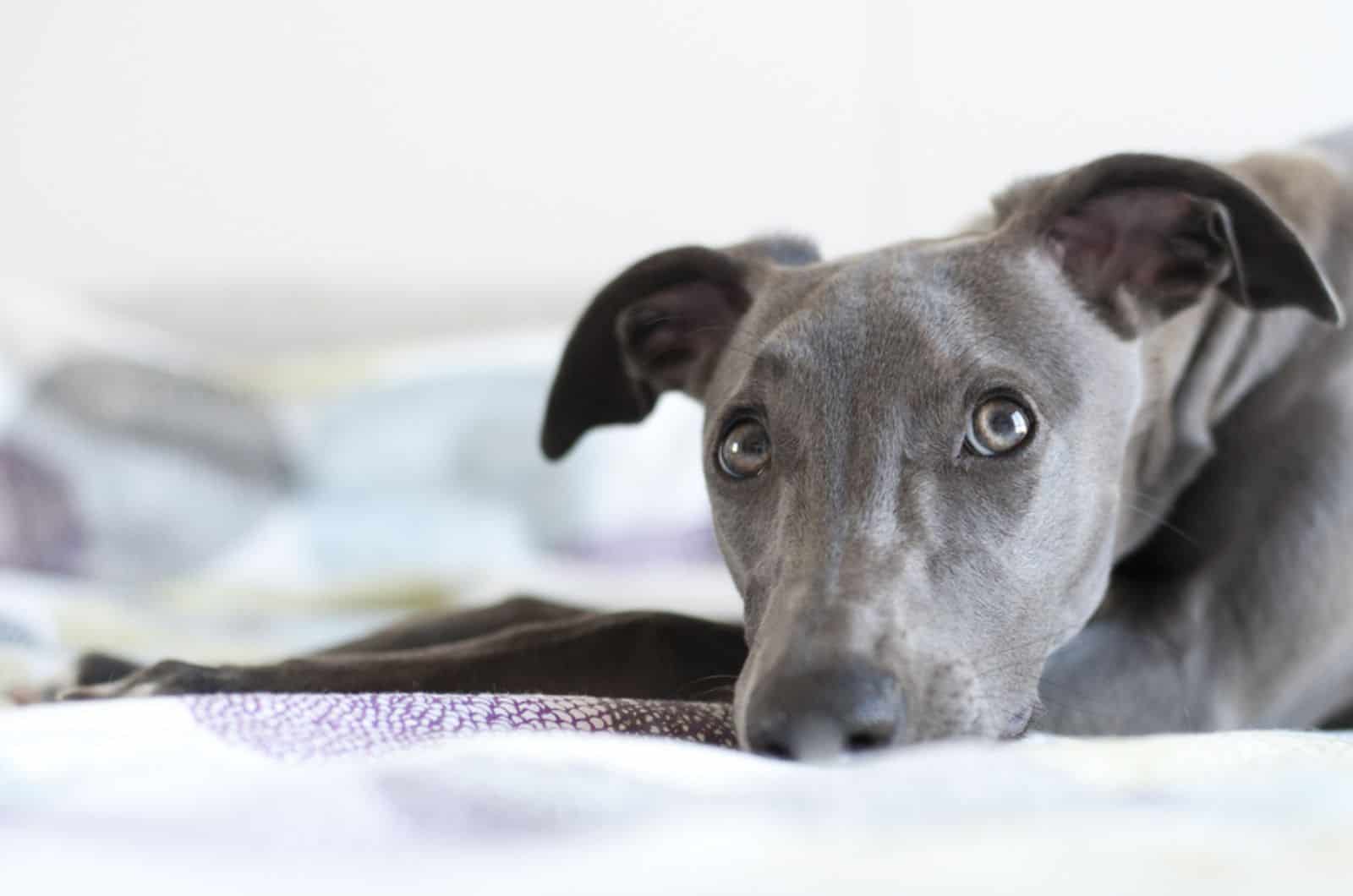perro whippet tumbado en la cama