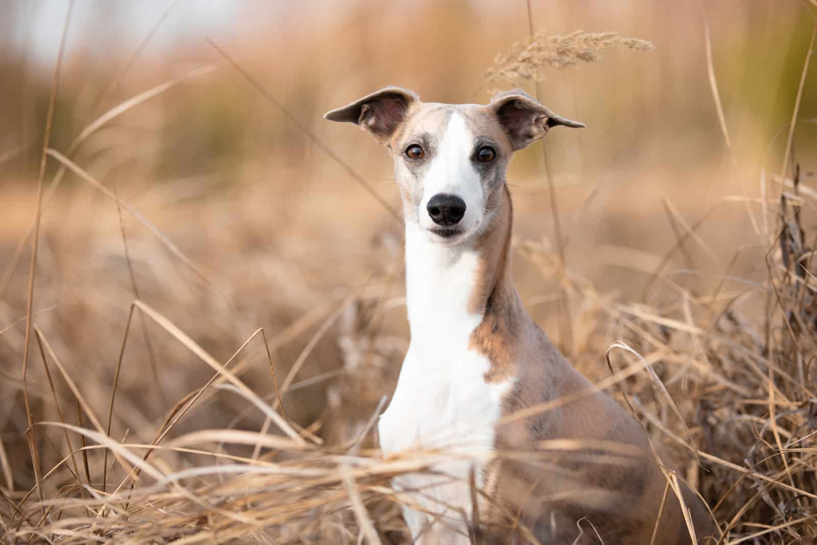 whippet en la naturaleza