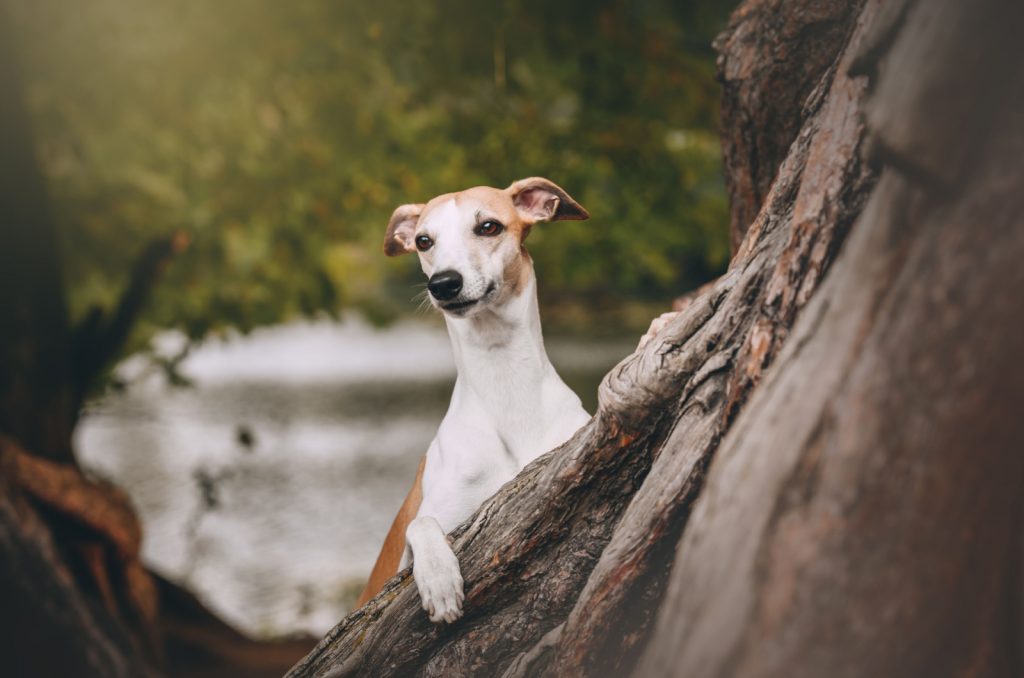 whippet en un árbol