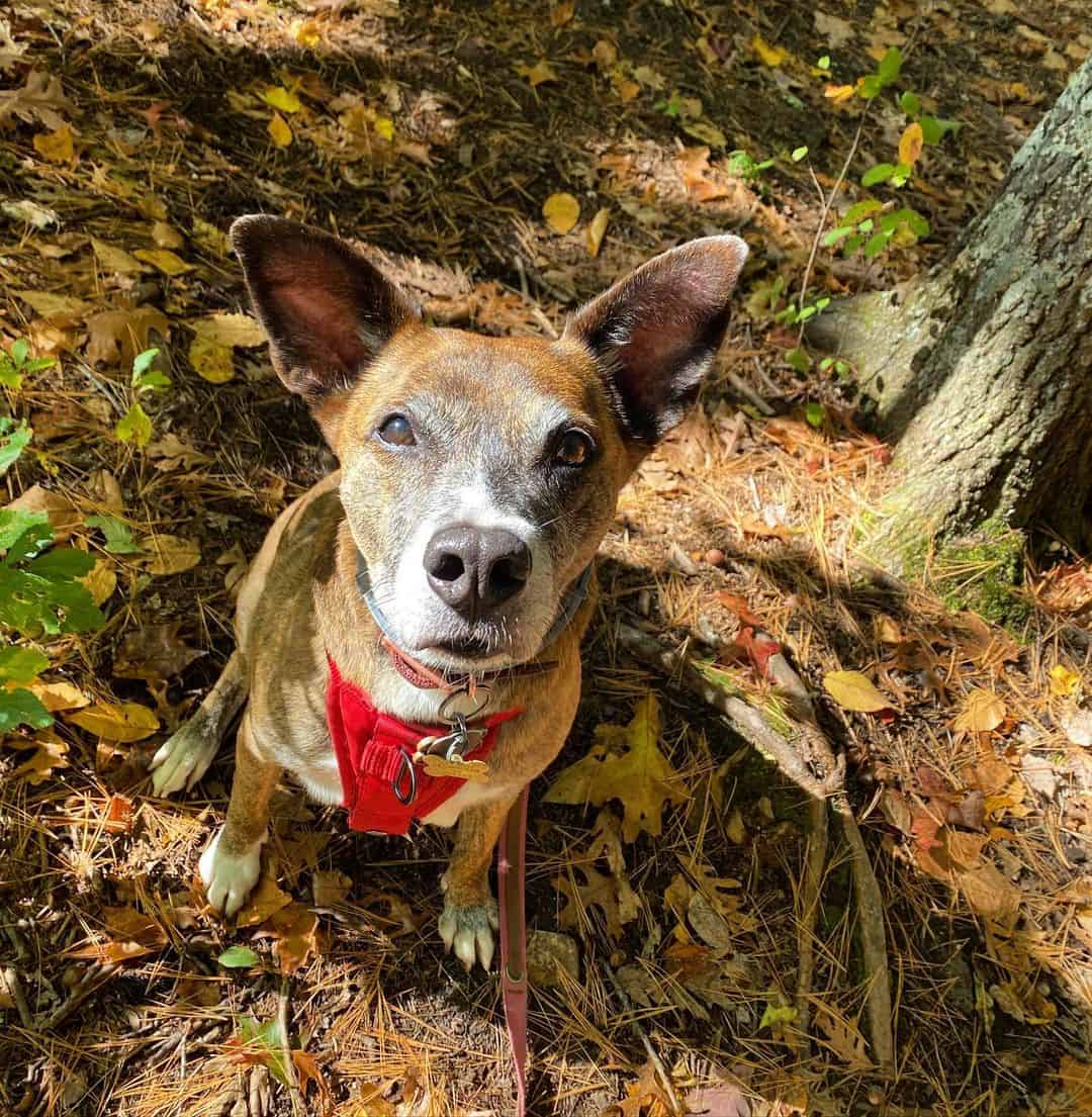 whippet pitbull mix en la naturaleza