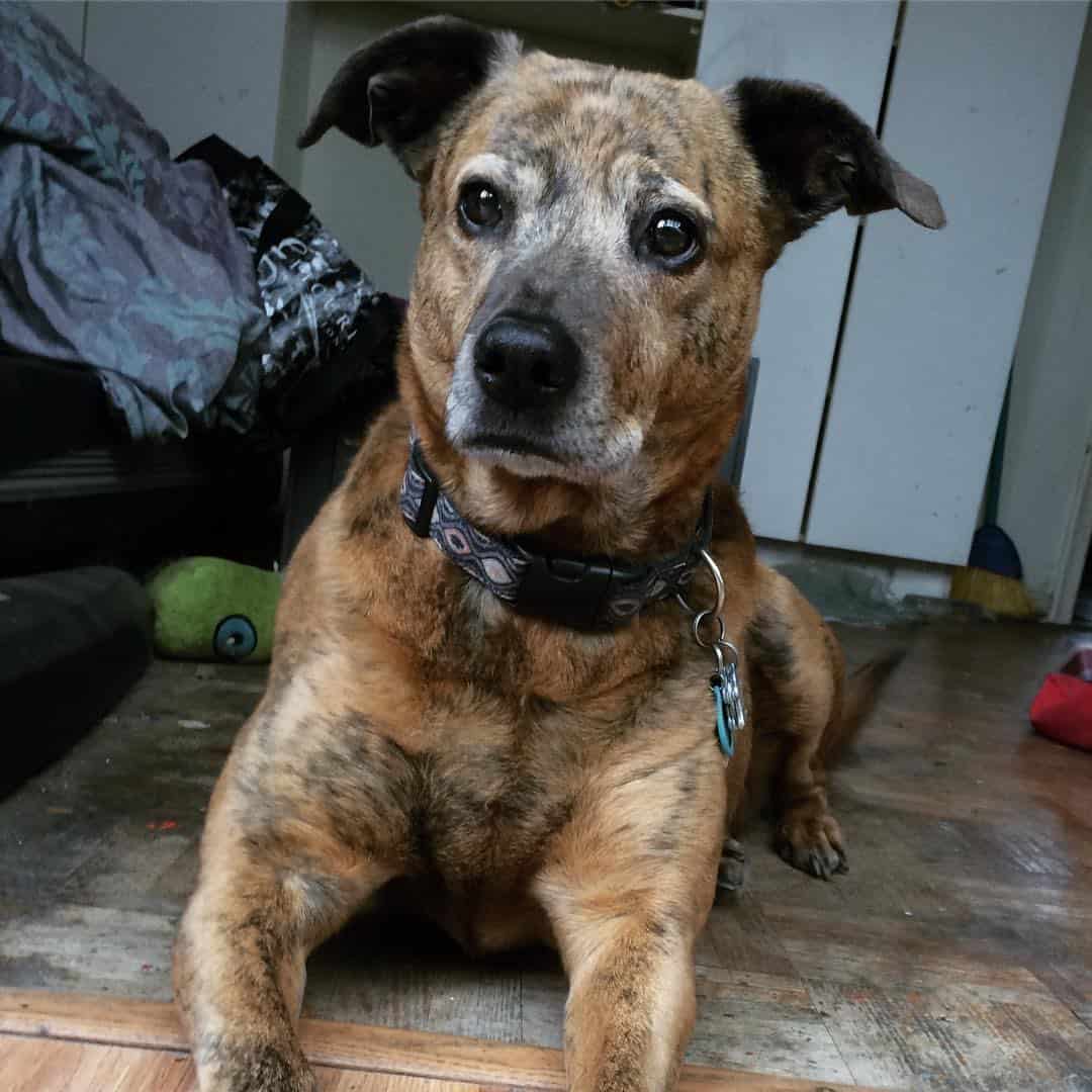 retrato de whippet pitbull mix