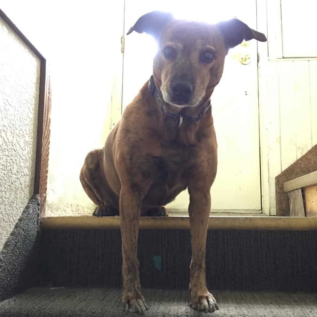 whippet pitbull mix parado en escalones