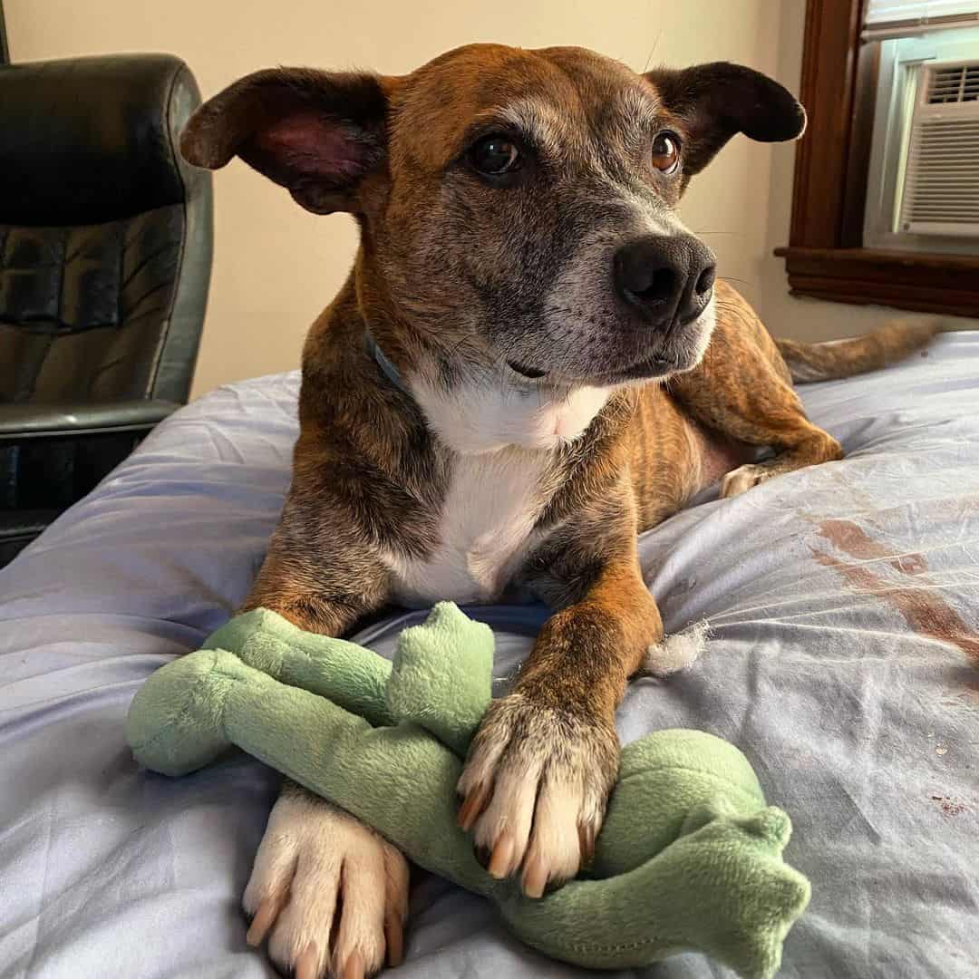 whippet pitbull mix con juguete
