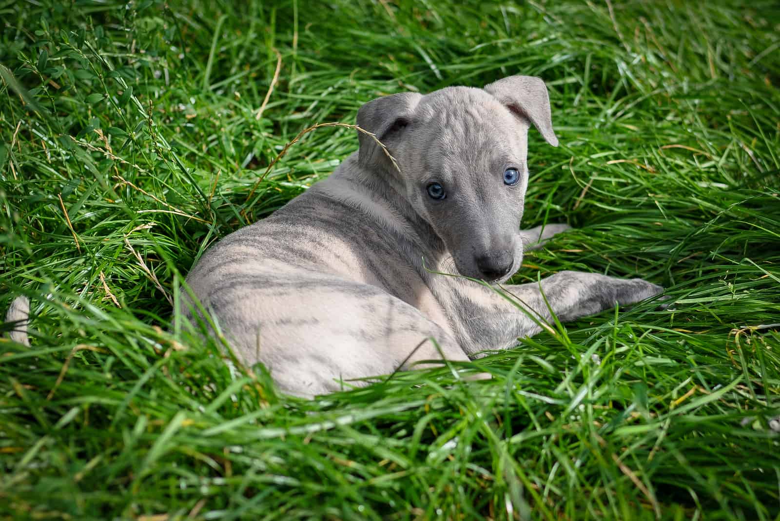 cachorro whippet en el césped