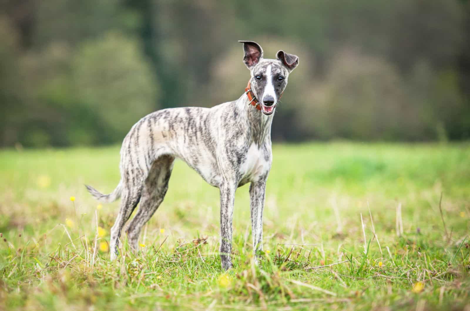perro whippet en la naturaleza