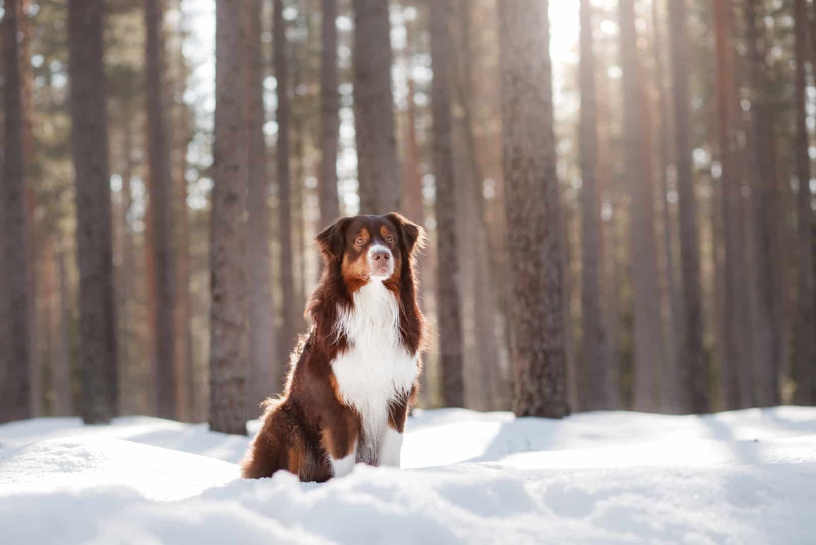 Pastor Australiano blanco sentado en la nieve en el bosque