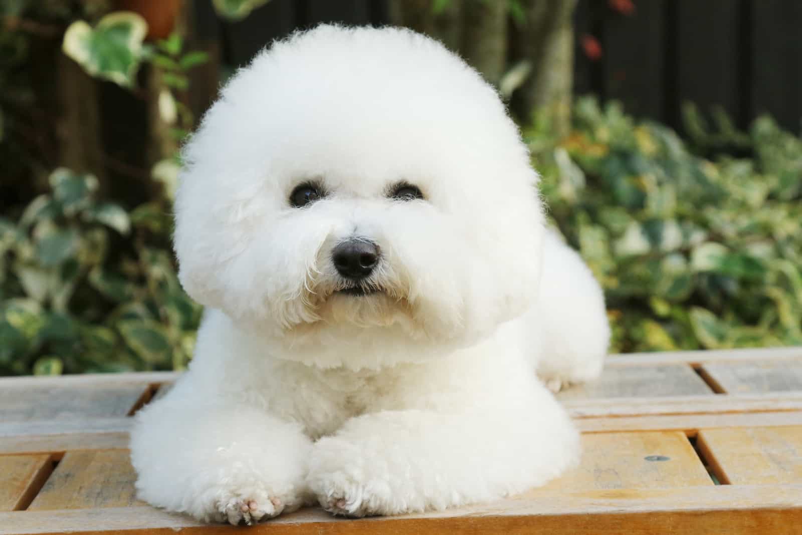Bichón Frisé blanco acostado al aire libre