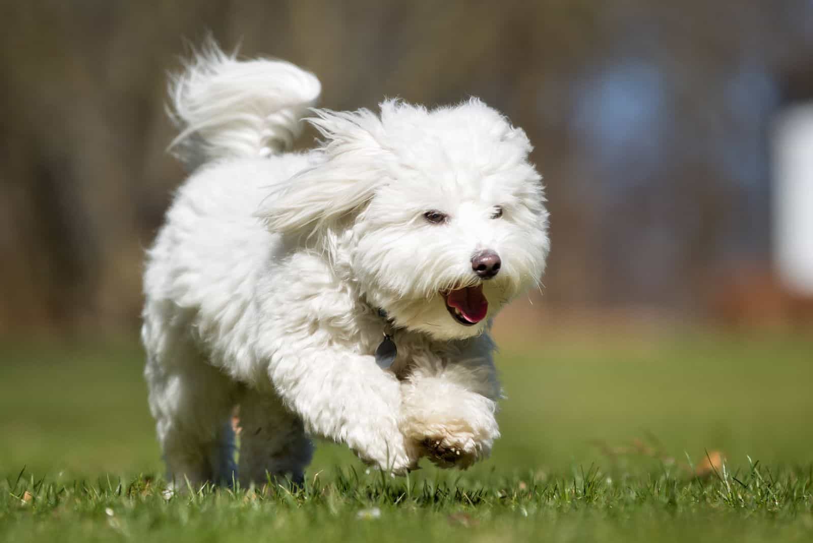Coton confiable blanco corre por el campo