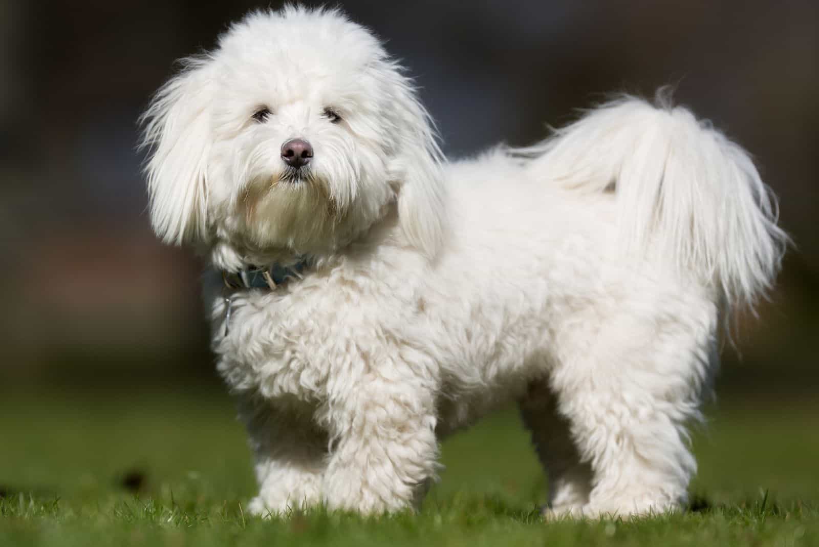 Coton confiable blanco de pie en el campo