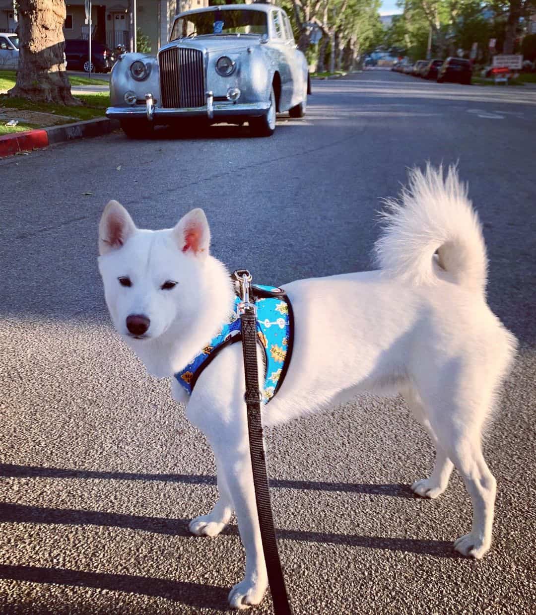 perro Husky Inu blanco en la calle