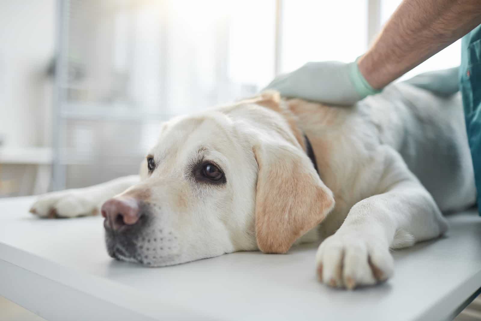 Labrador blanco acostado en la mesa de examen en la clínica veterinaria