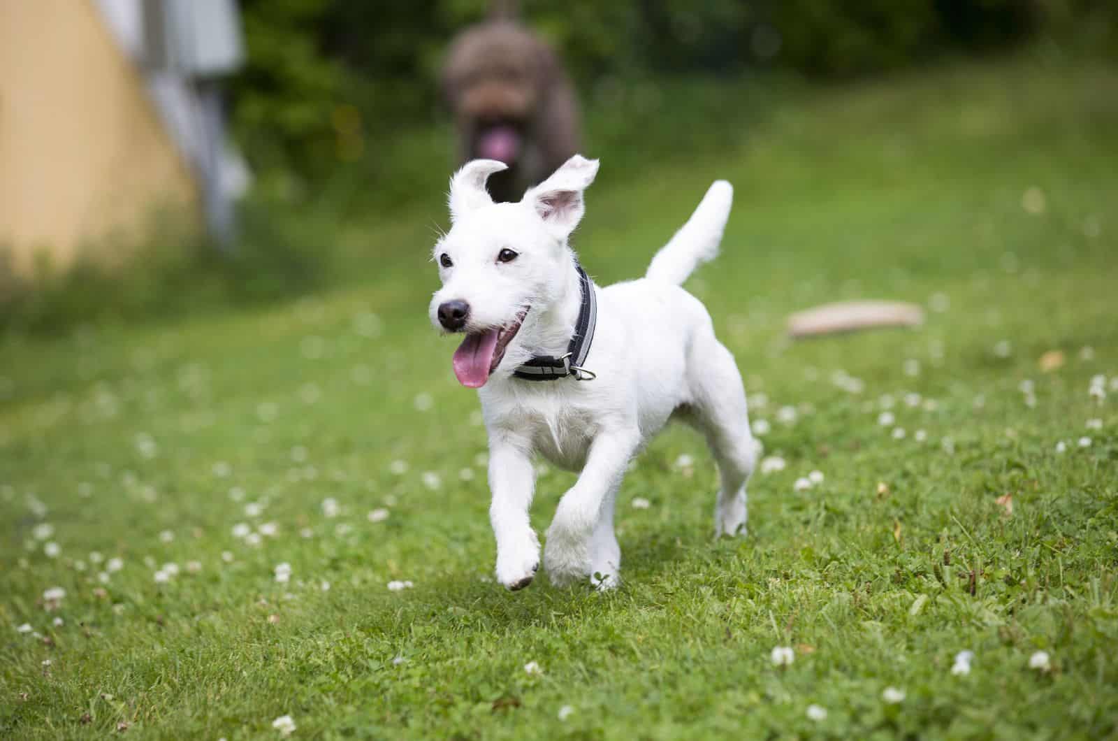 Parson Russell Terrier blanco corriendo al aire libre