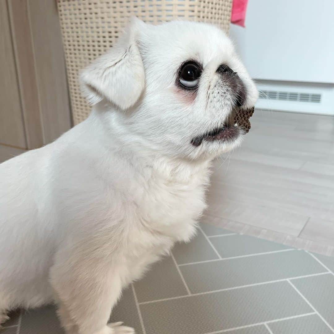 blanco pequinés y Shih Tzu