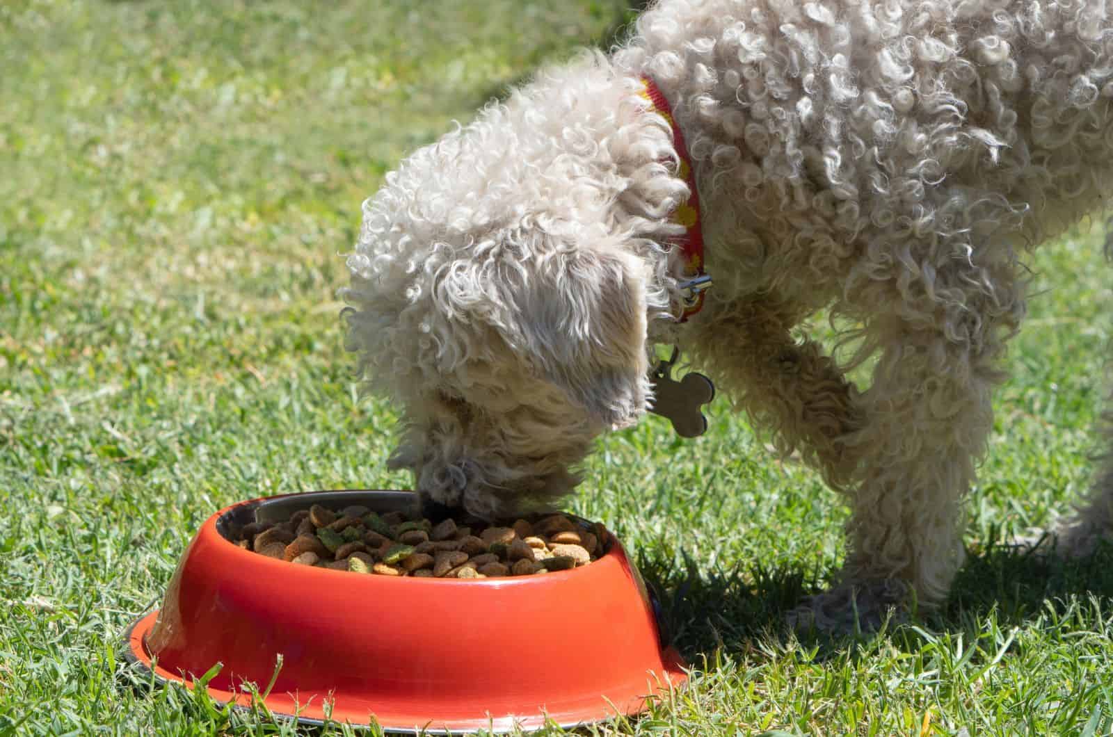 Poodle blanco comiendo de un tazón afuera