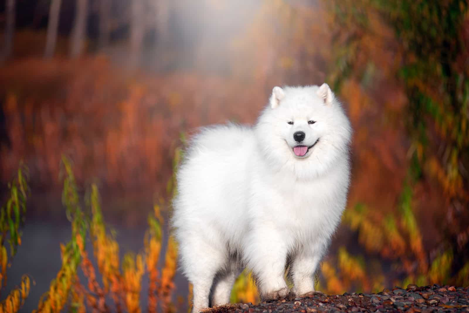 perro Samoyedo blanco de pie en un hermoso bosque