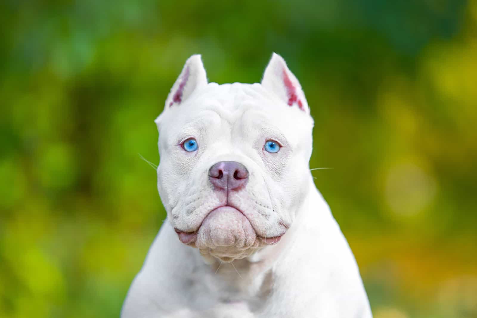 cachorro americano bully blanco con orejas cortadas